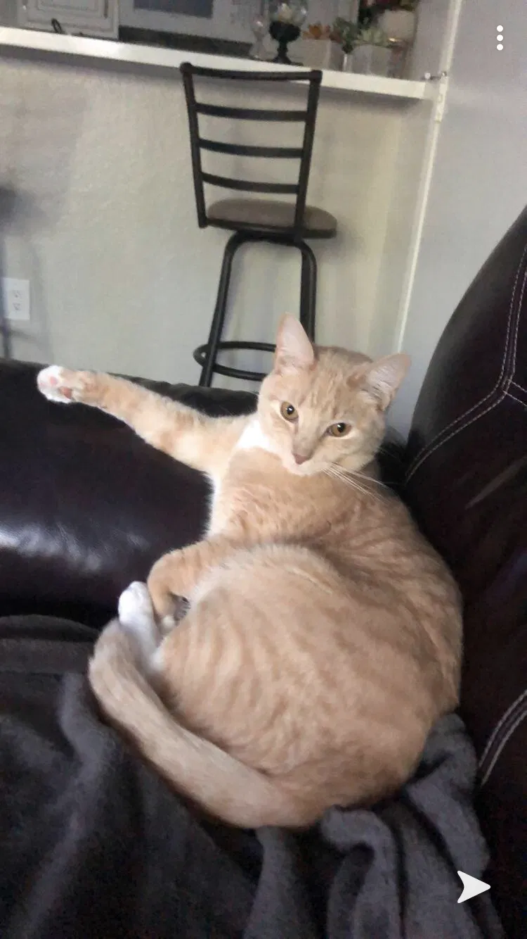 Lost cat in Lake Forest, CA, 92630