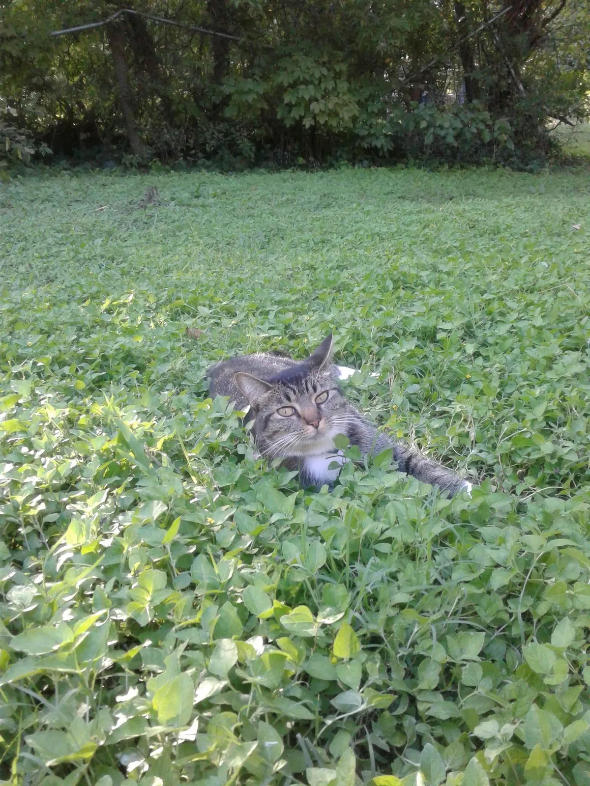 Lost cat in Dallas, TX, 75237