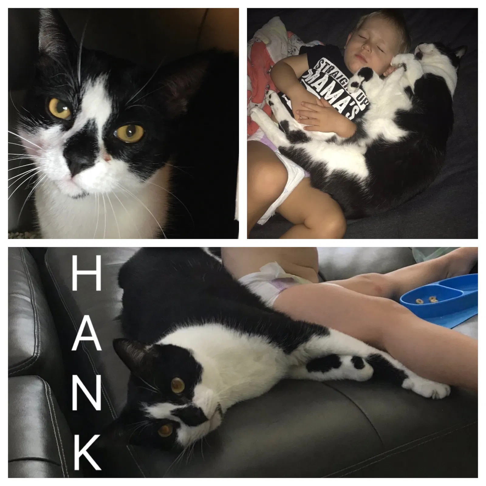 Lost cat in Vero Beach, FL, 32966