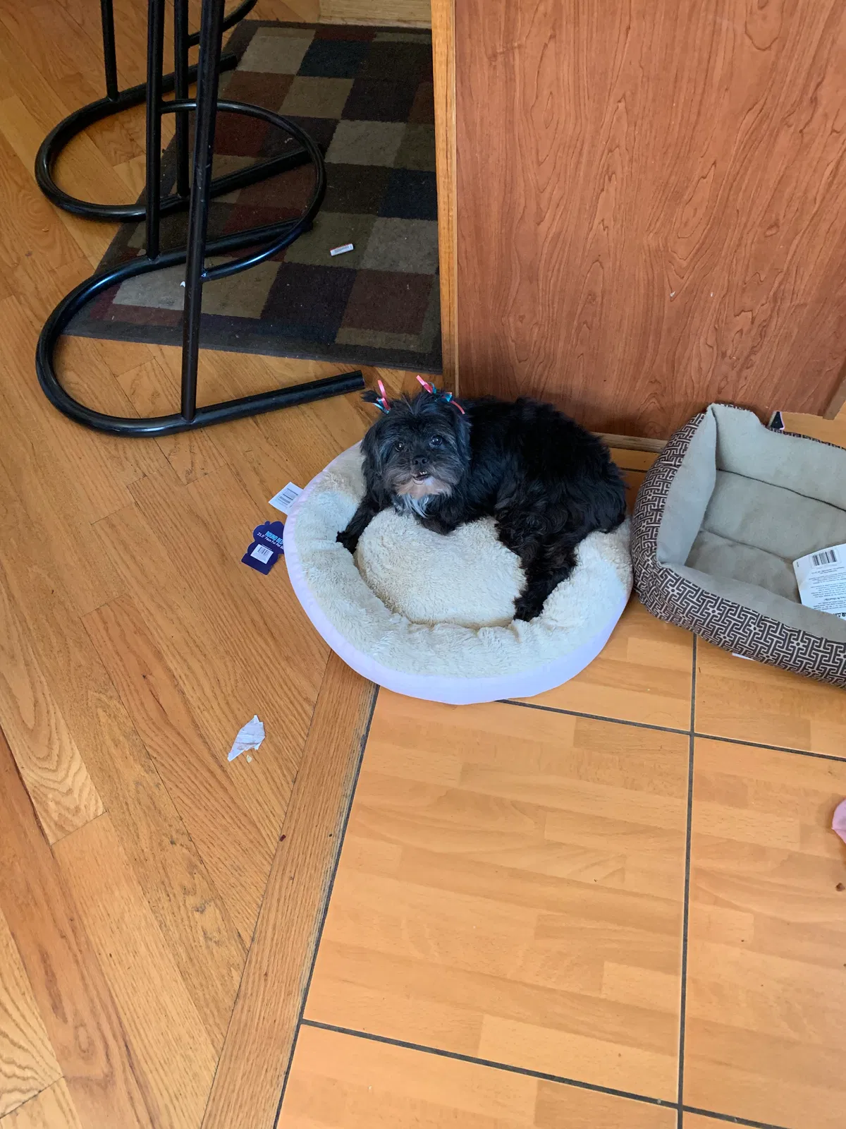 Lost dog in Chicago, IL, 60617