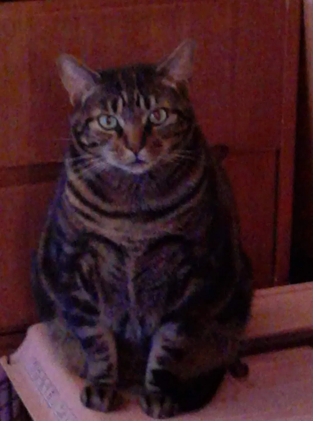 Lost cat in Rochester, NY, 14607