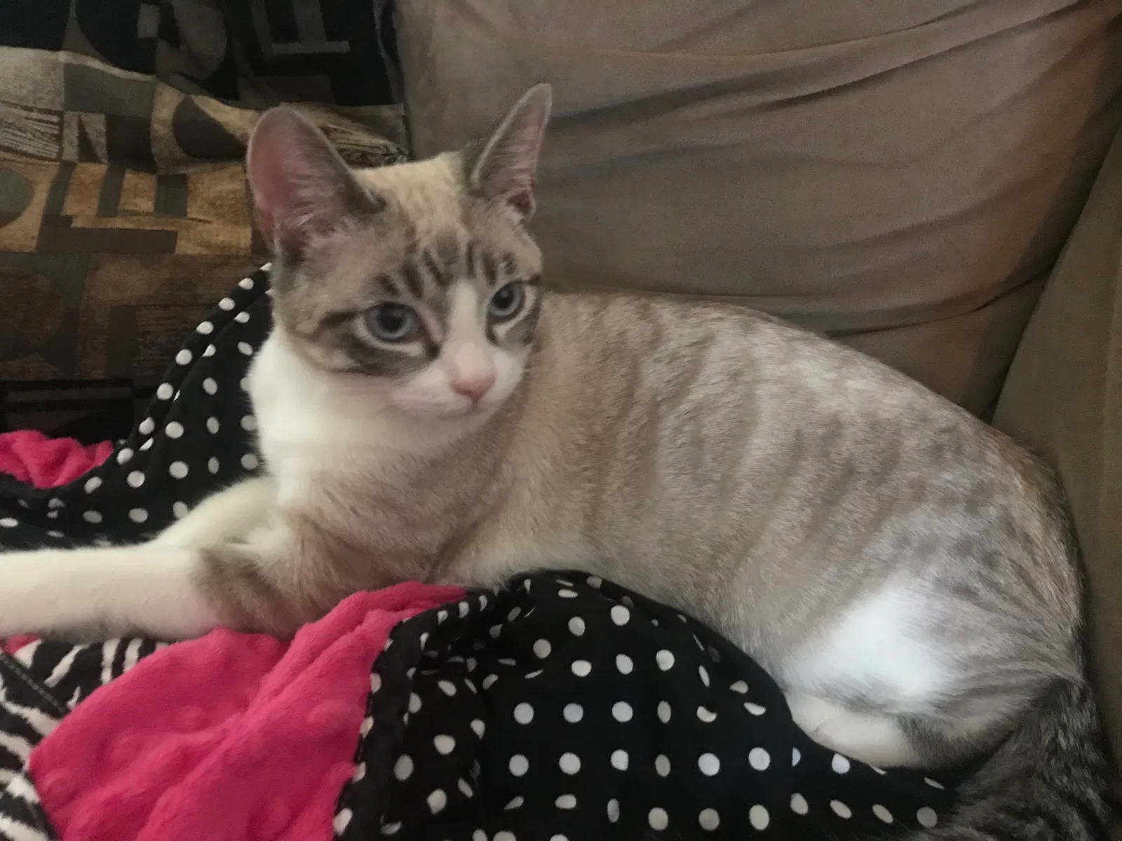 Lost cat in Monroe, GA, 30656
