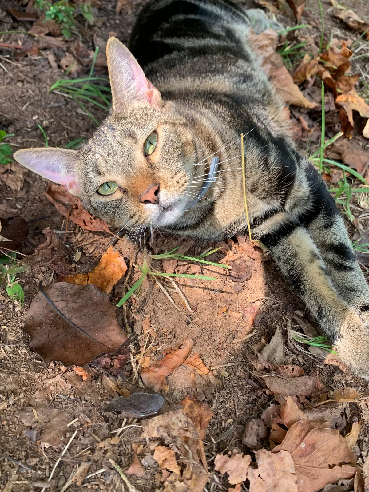 Lost cat in Dallas, GA, 30157