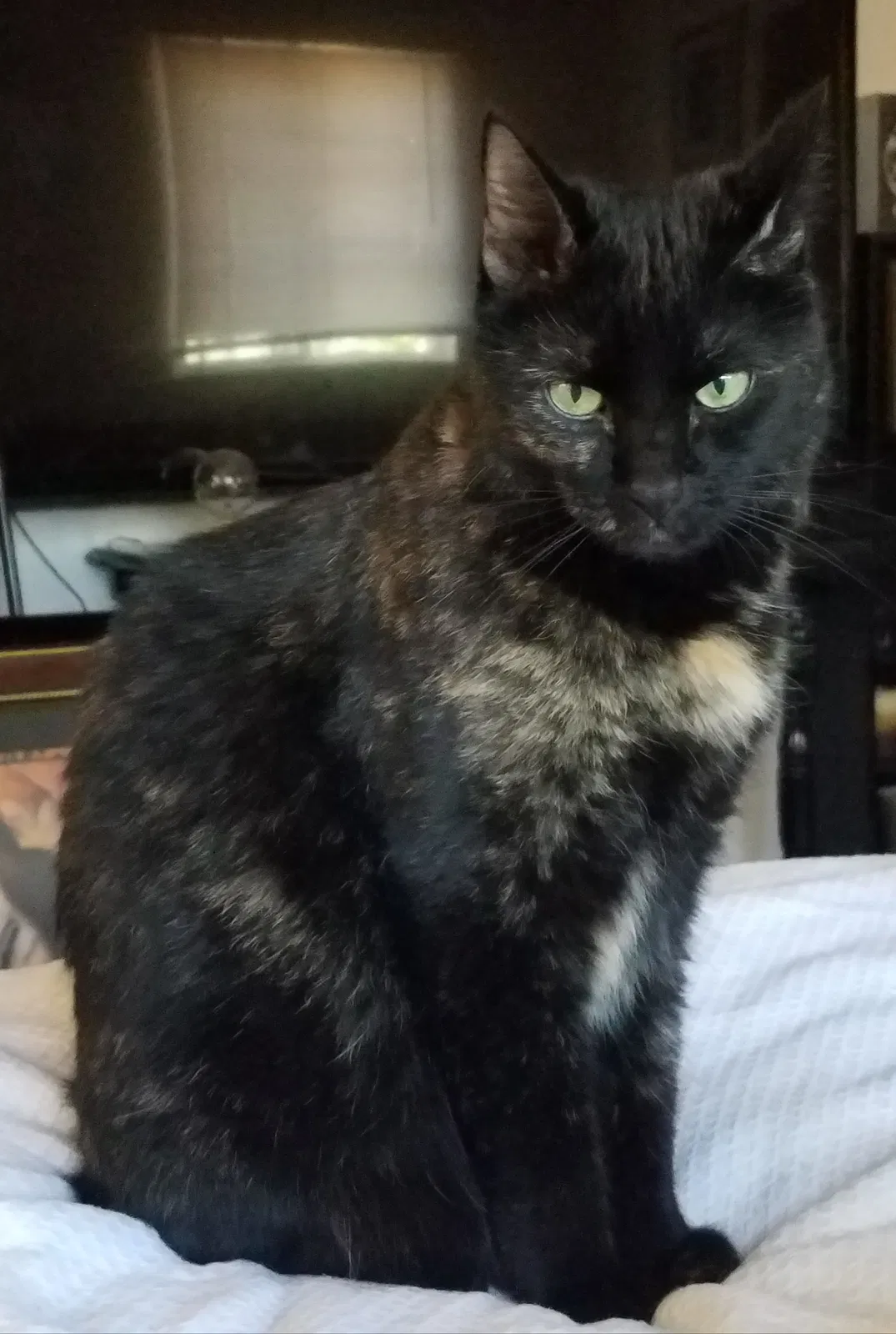 Lost cat in Albuquerque, NM, 87104