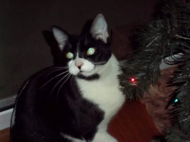 Lost cat in Saint Petersburg, FL, 33716
