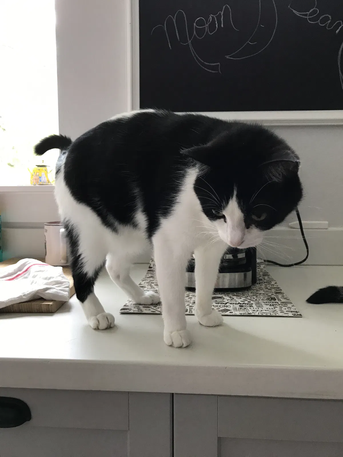 Lost cat in Austin, TX, 78734