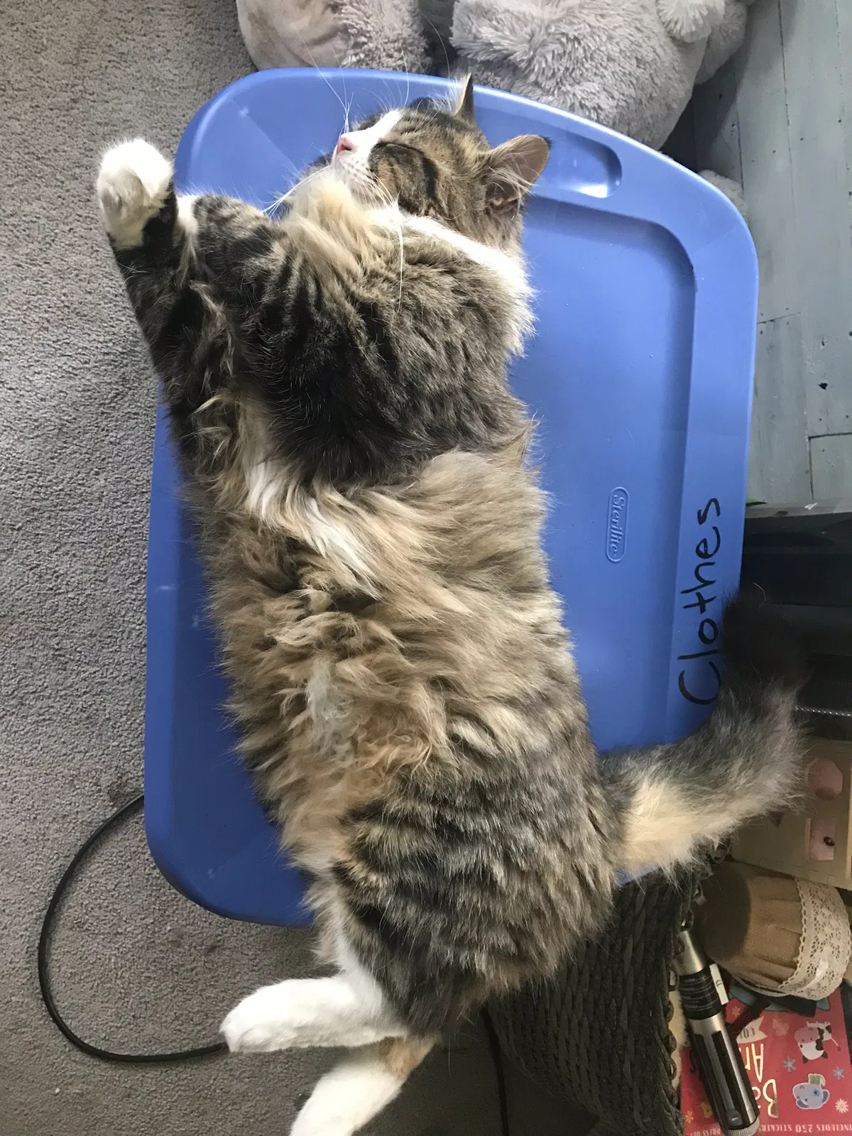 Lost cat in Azle, TX, 76020
