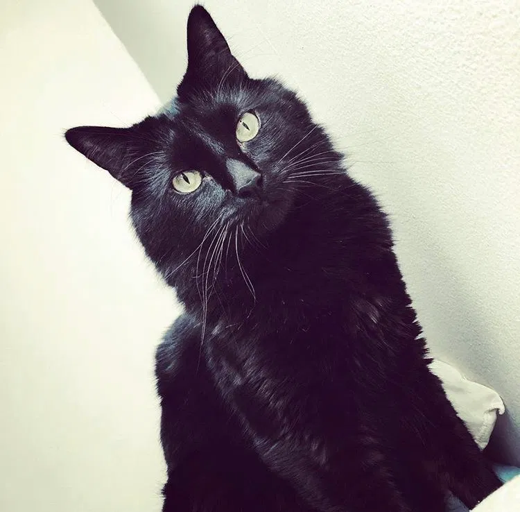 Lost cat in Rancho Santa Margarita, CA, 92688