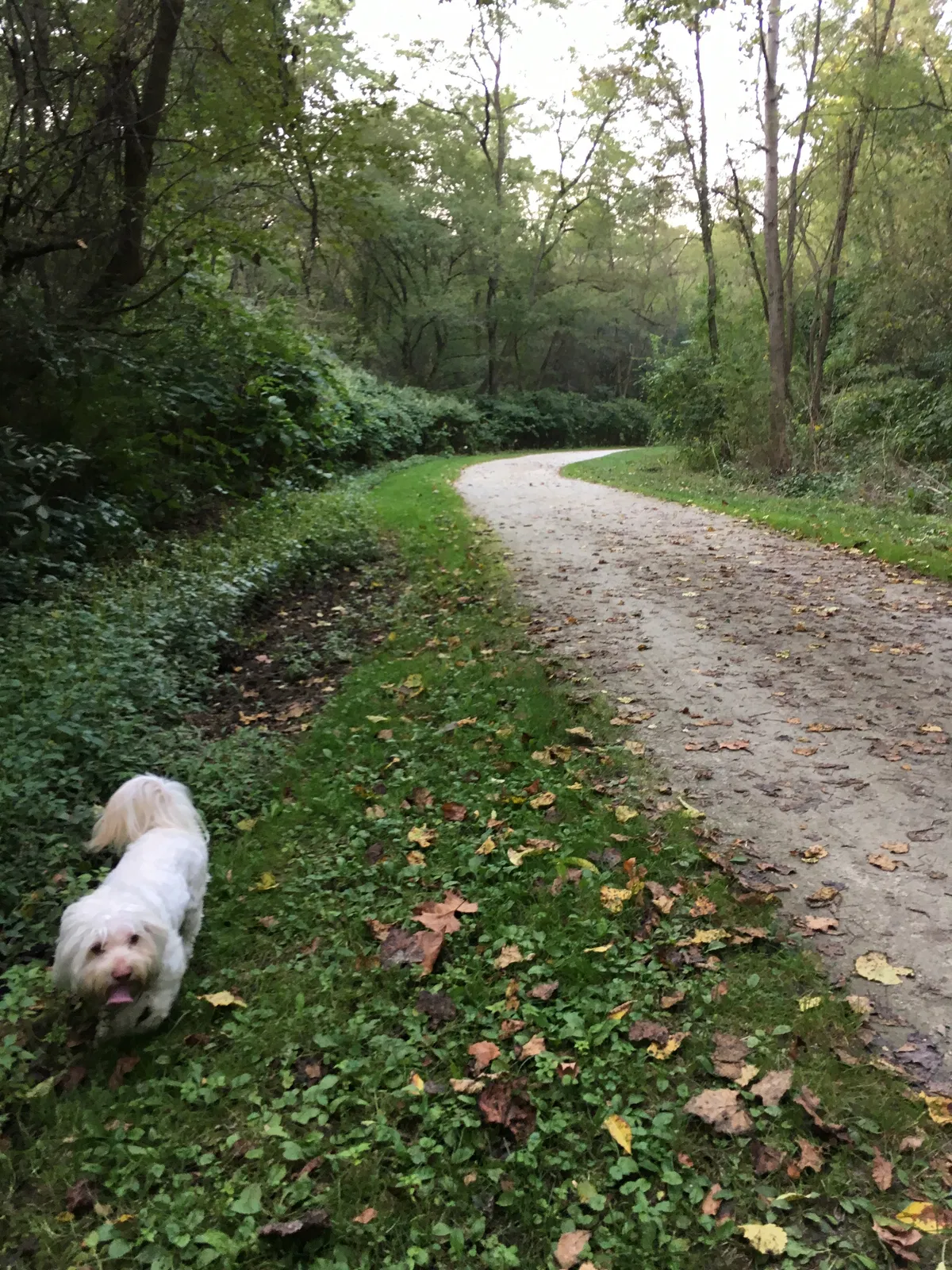 Lost dog in Akron, OH, 44303