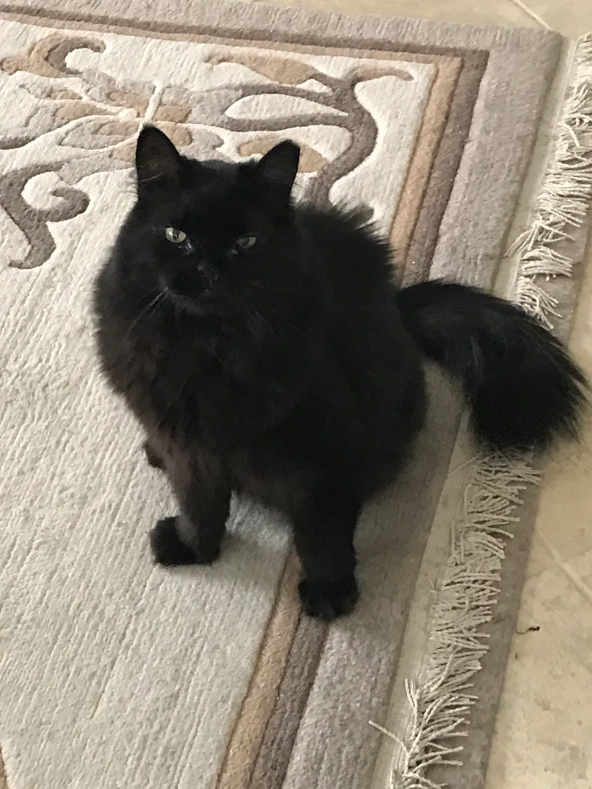 Lost cat in Scottsdale, AZ, 85254
