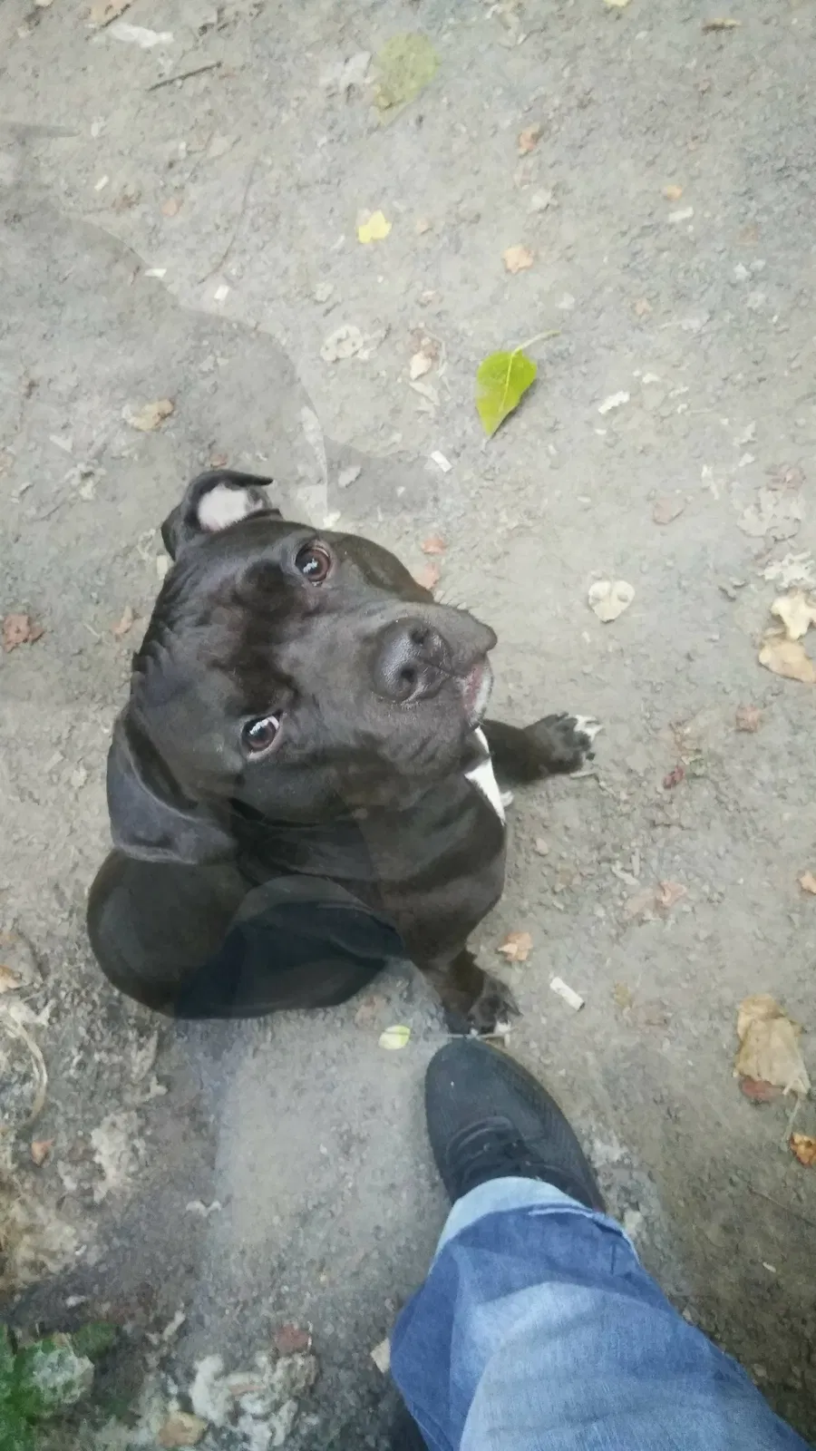 Lost dog in Portland, OR, 97203