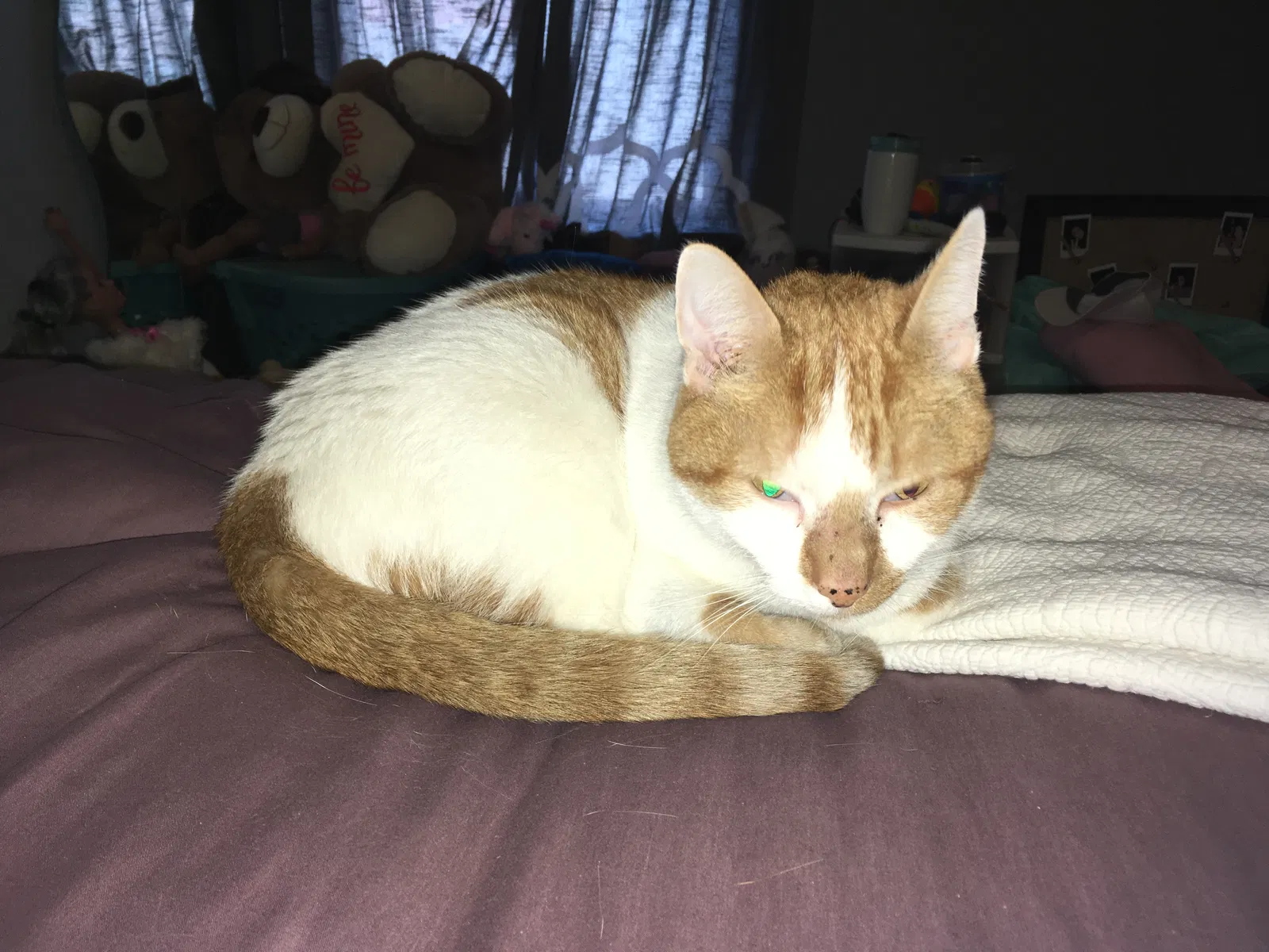Lost cat in Cedar Park, TX, 78613