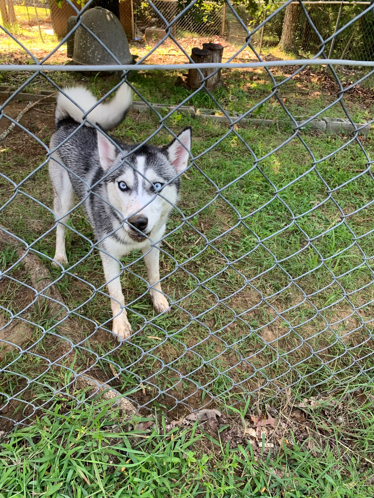 Lost dog in Sewanee, TN, 37375