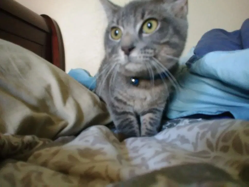 Lost cat in Dallas, TX, 75234