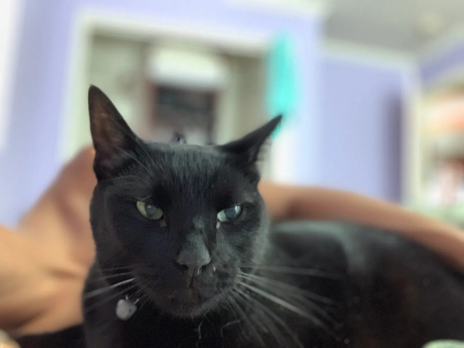 Lost cat in New Orleans, LA, 70122