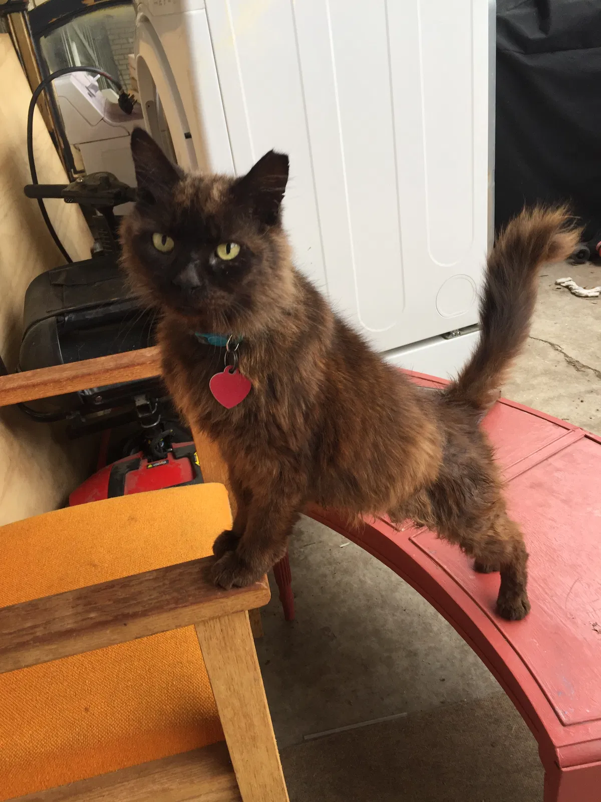 Lost cat in Galveston, TX, 77550