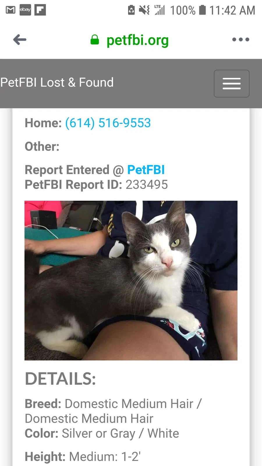 Lost cat in Grove City, OH, 43123