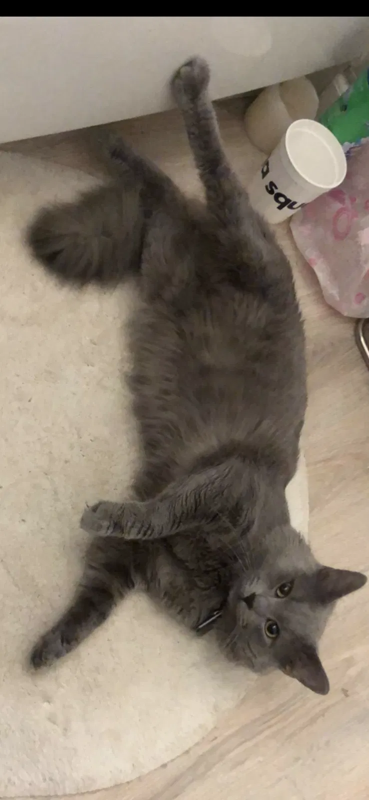 Lost cat in Powell, OH, 43065