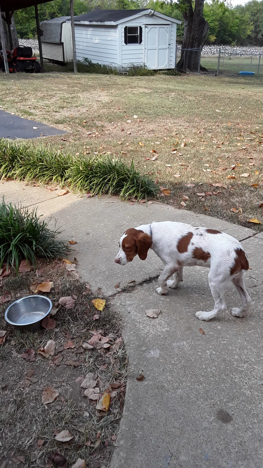 Lost dog in Chester, SC, 29706