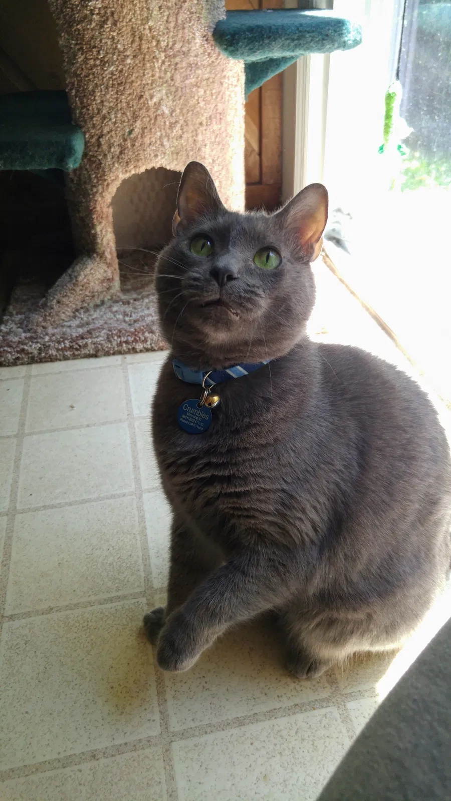 Lost cat in Ooltewah, TN, 37363