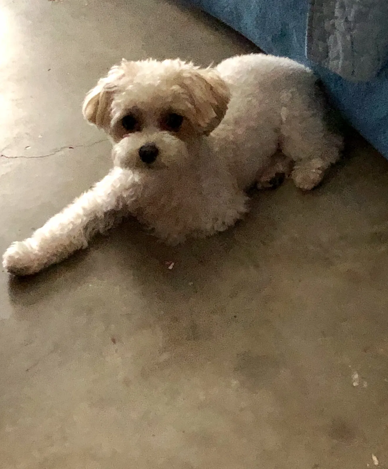 Lost dog in Broken Arrow, OK, 74012