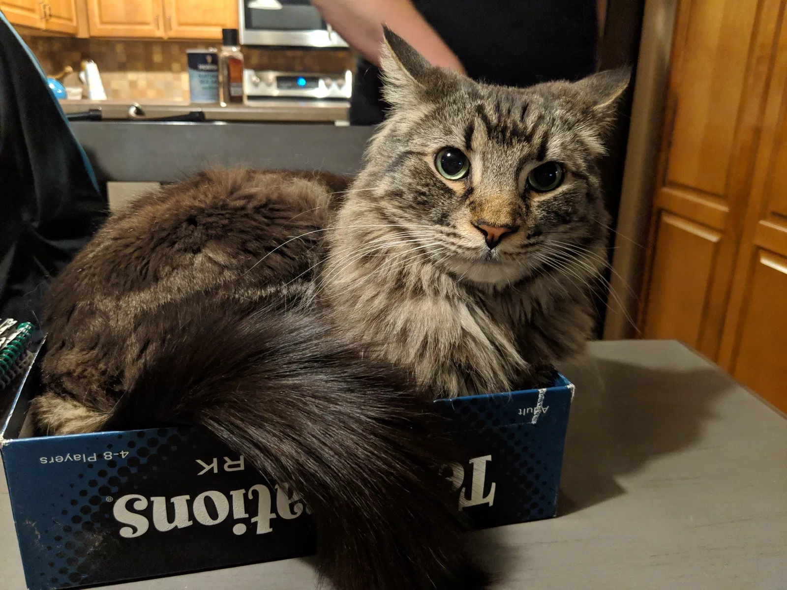 Lost cat in Buckeye, AZ, 85326