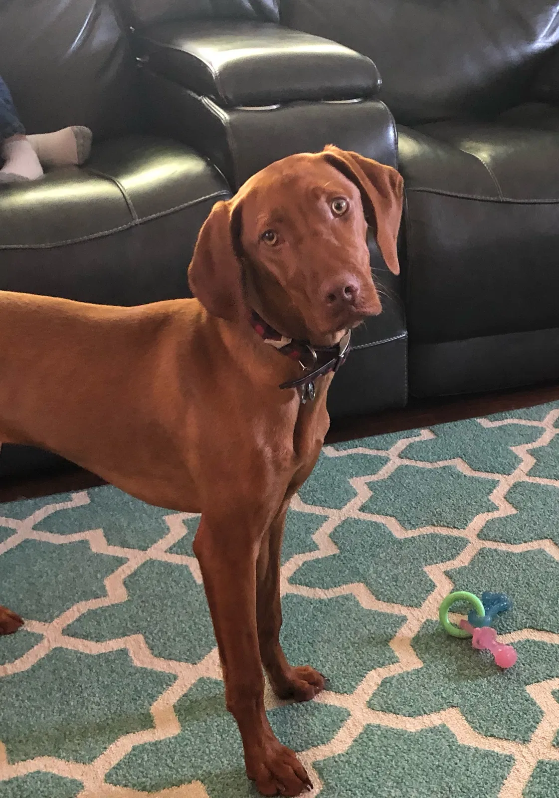 Lost dog in Madison Heights, MI, 48071