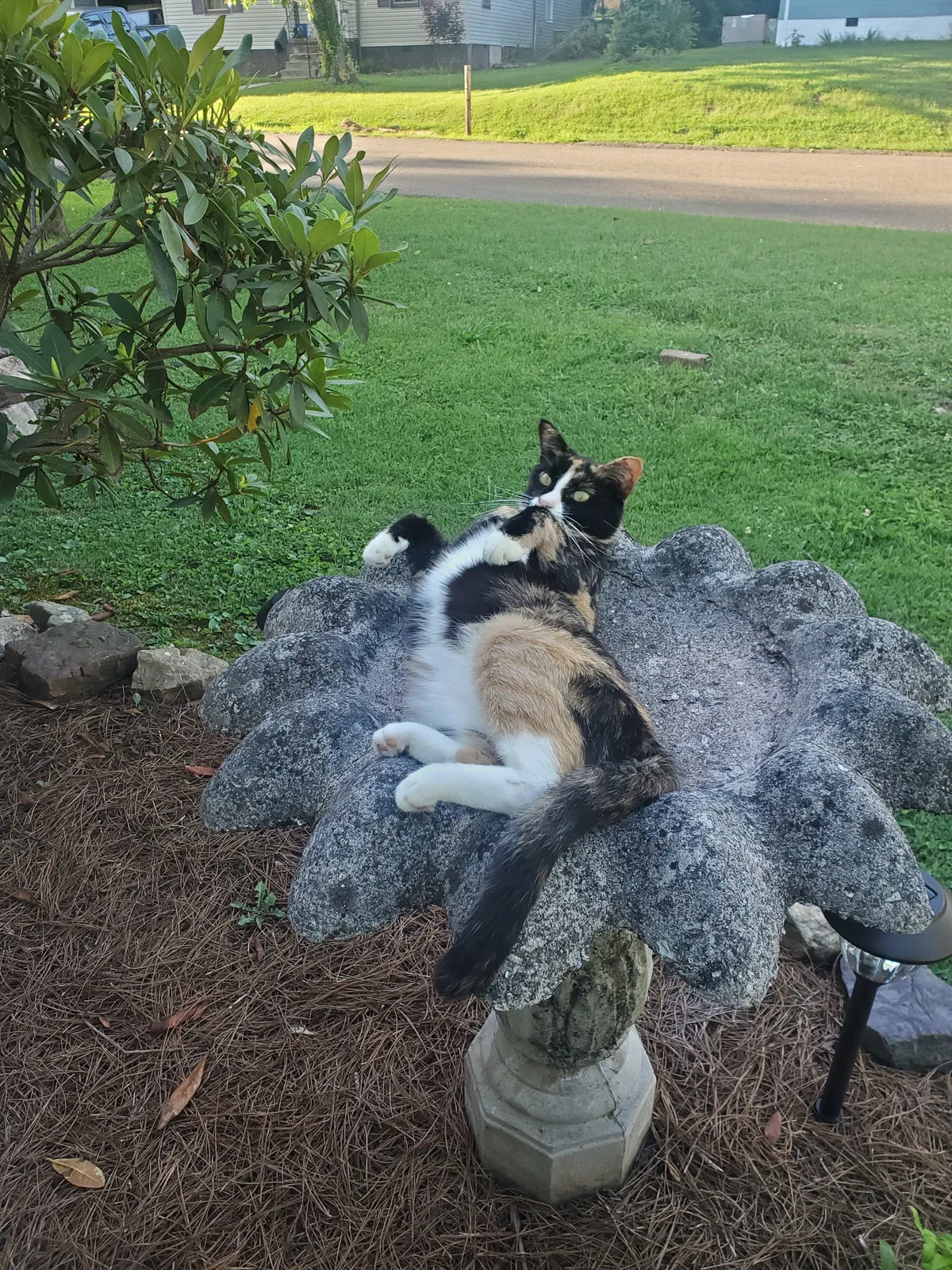 Lost cat in Knoxville, TN, 37917