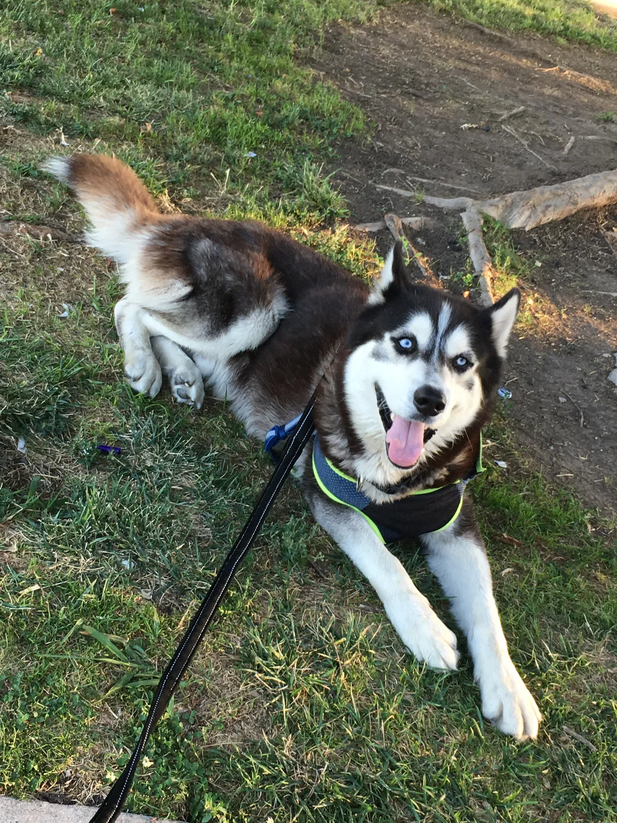 Lost dog in Stockton, CA, 95206
