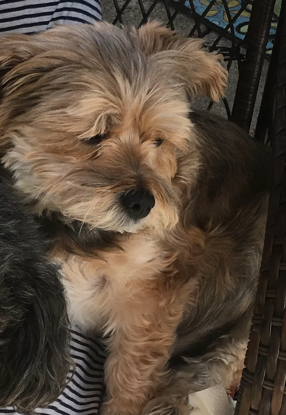 Lost dog in Temple, TX, 76502