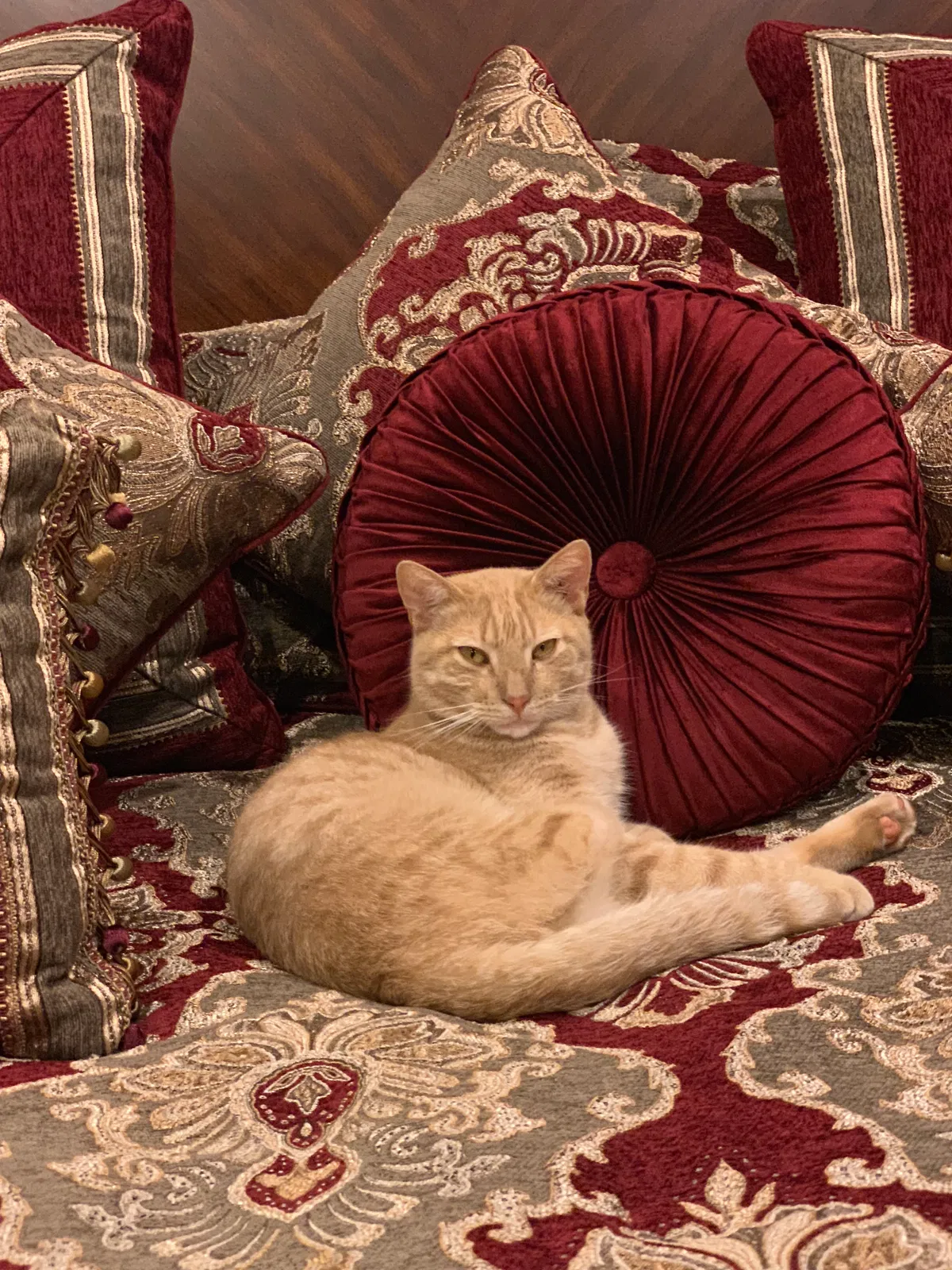 Lost cat in Katy, TX, 77494