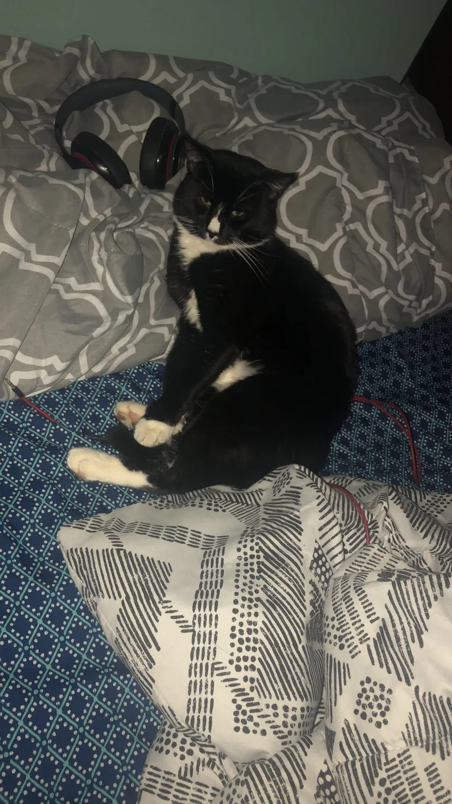 Lost cat in Union City, NJ, 7087