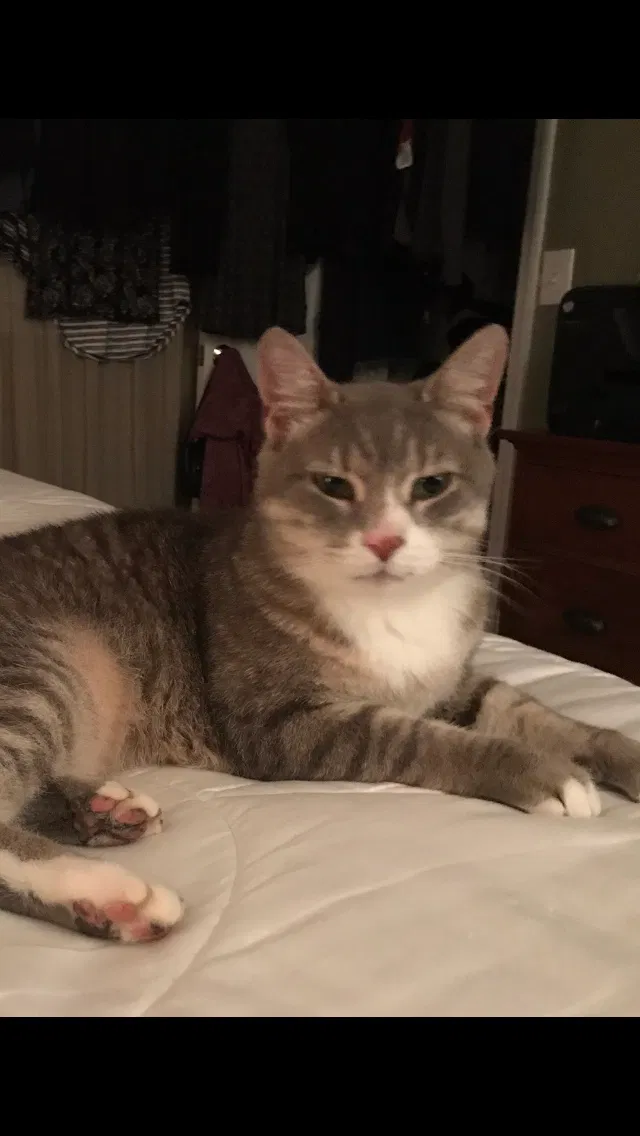 Lost cat in Middletown, NJ, 7748