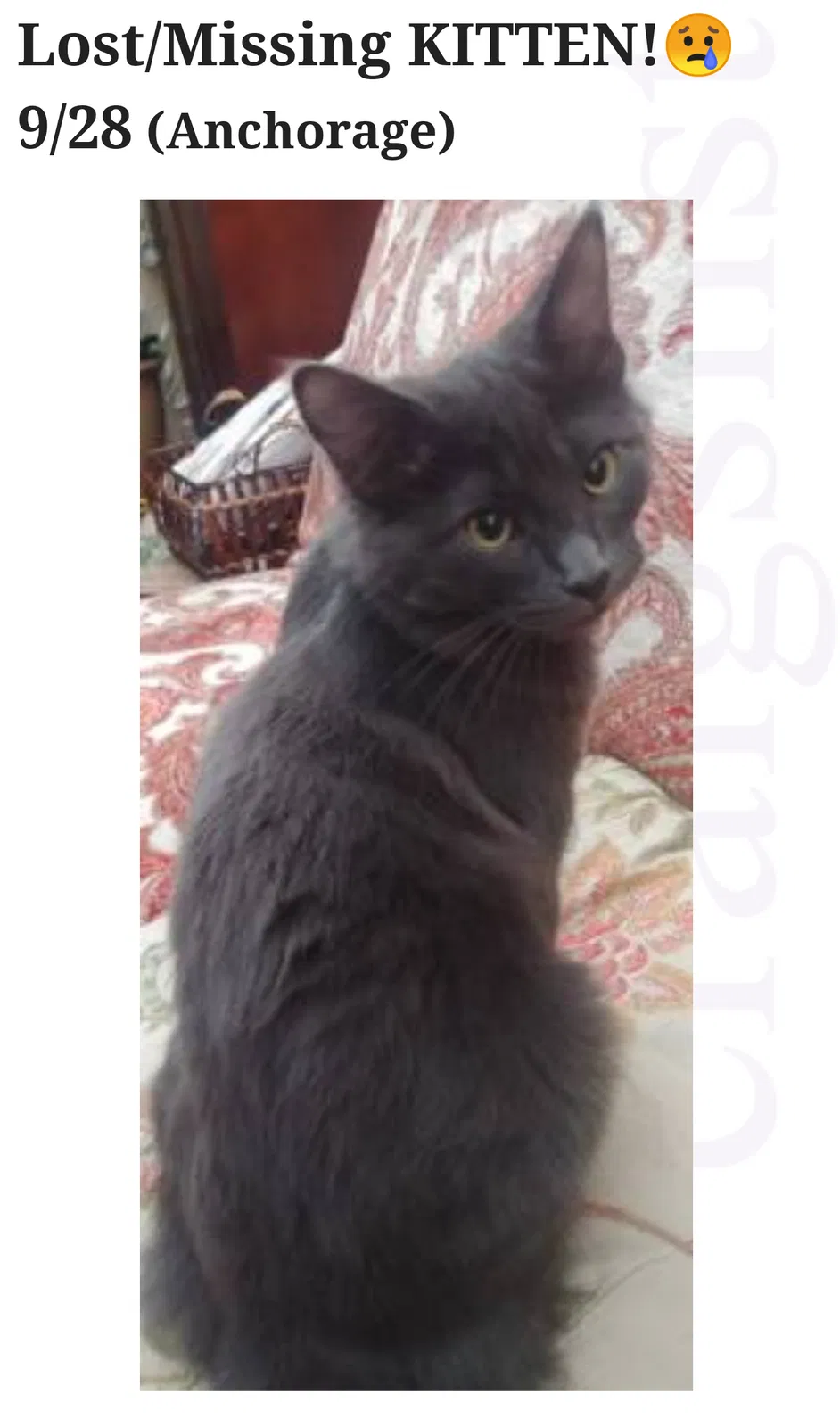 Lost cat in Anchorage, AK, 99508