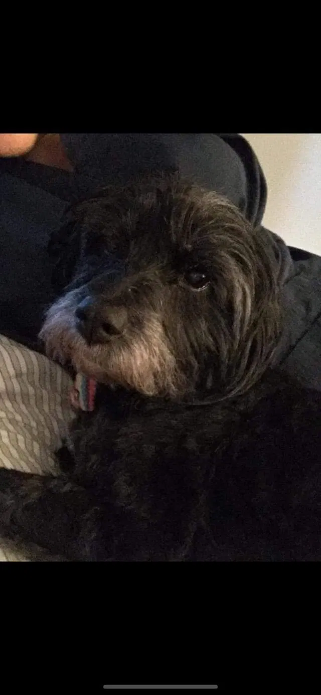Lost dog in Pearl River, LA, 70452
