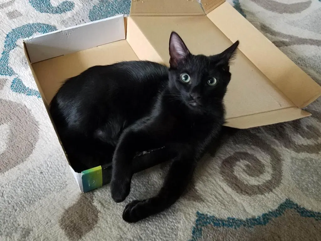 Lost cat in Hollywood, FL, 33021