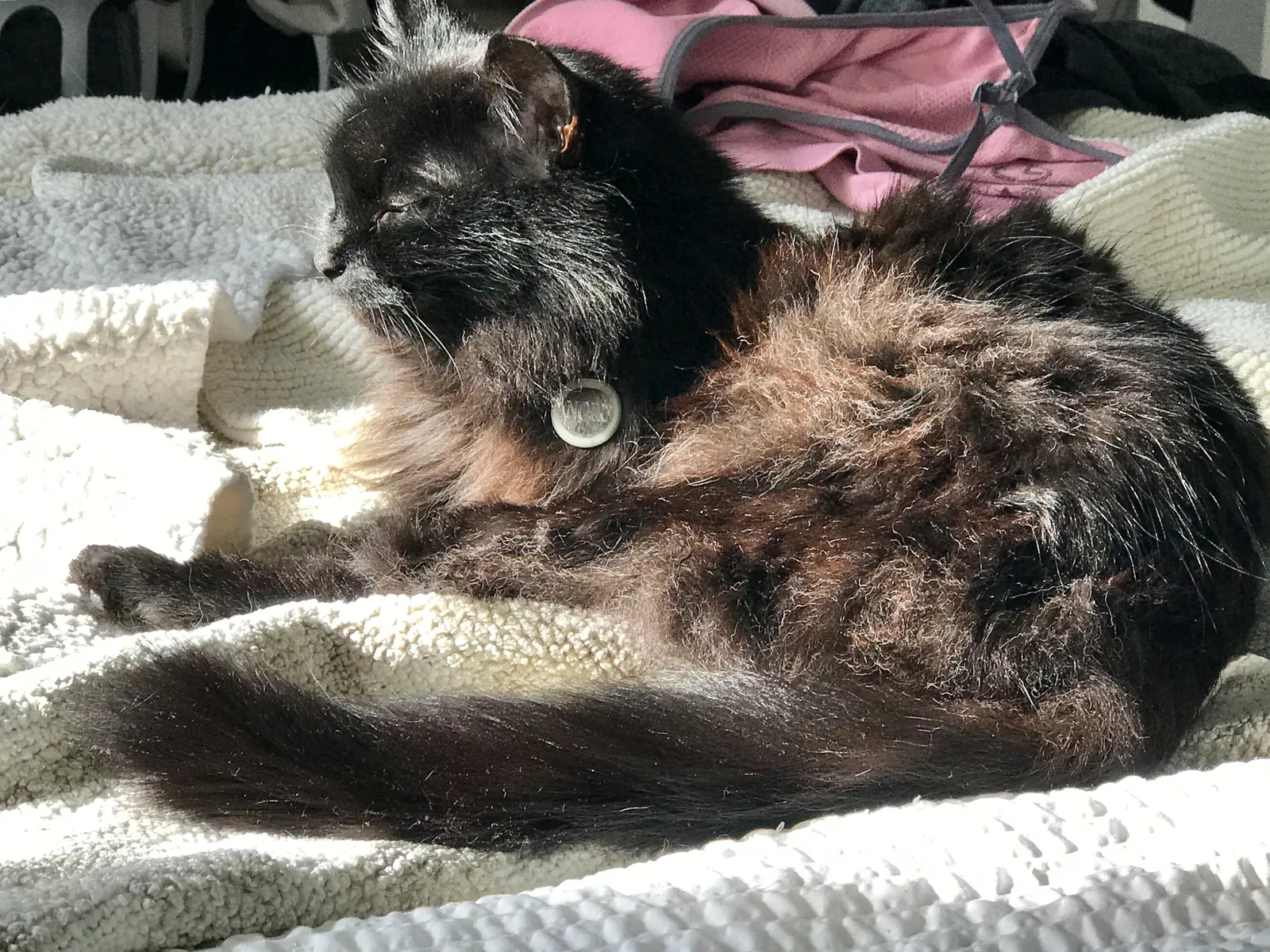 Lost cat in Dallas, TX, 75214