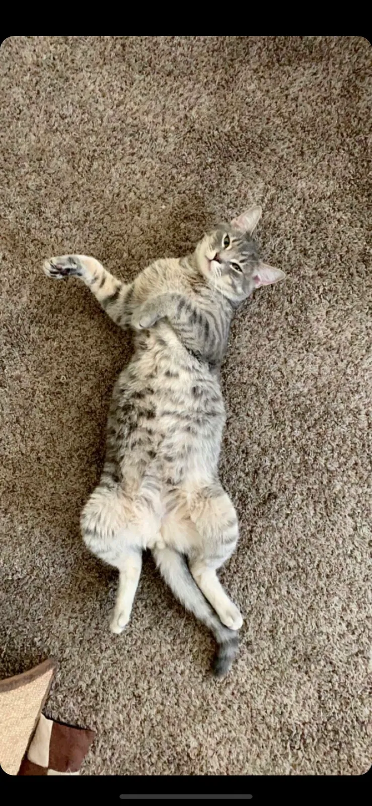 Lost cat in Anchorage, AK, 99503