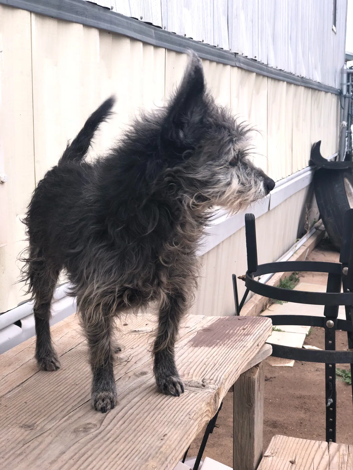 Lost dog in El Paso, TX, 79907