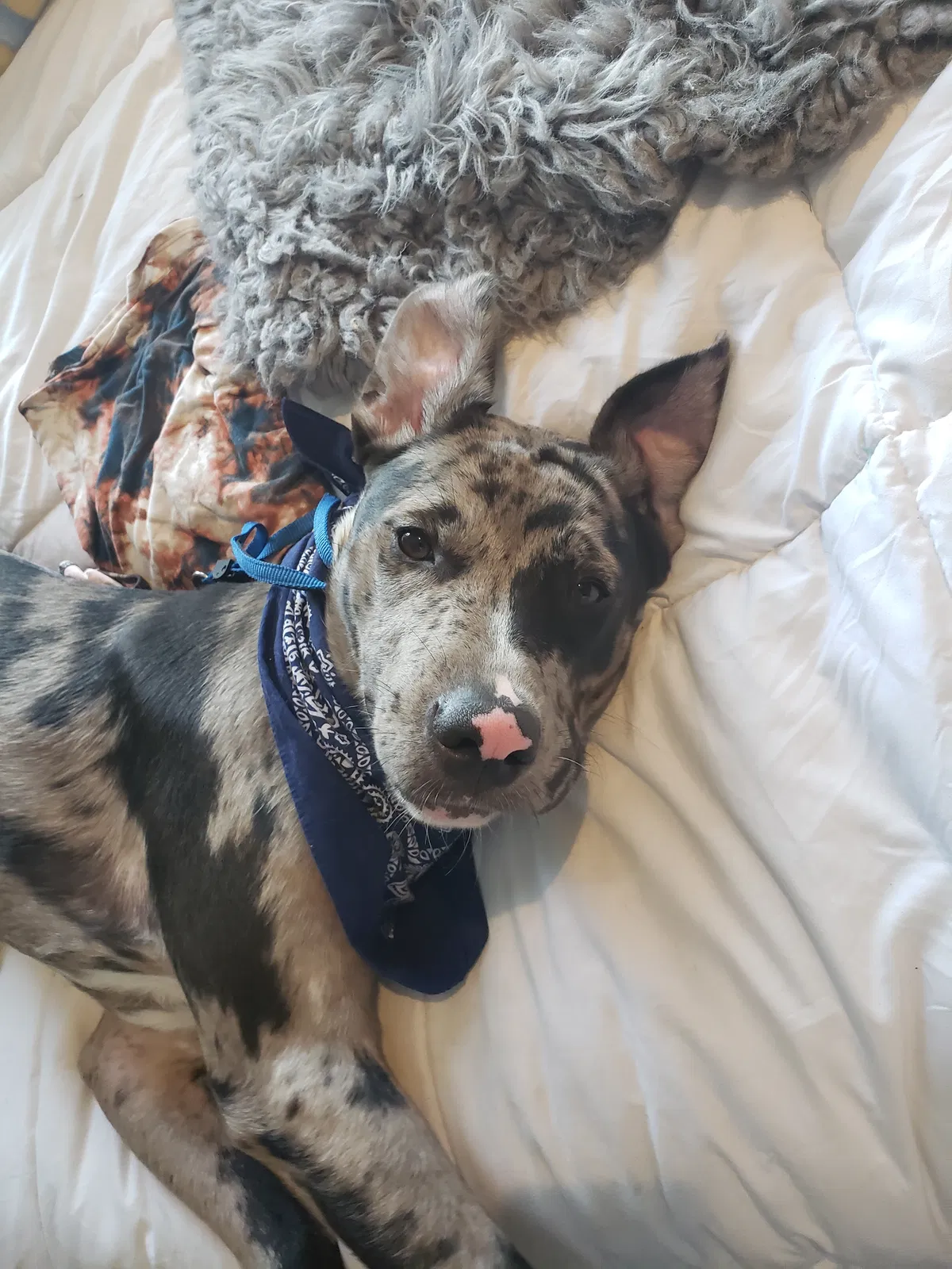 Lost dog in Van Buren, AR, 72956