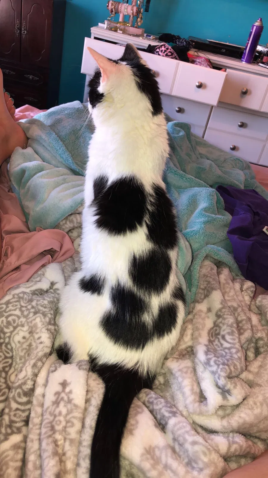 Lost cat in Greenwood, IN, 46143