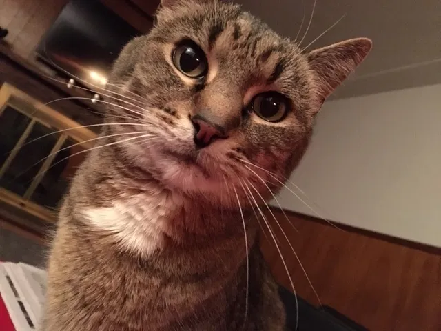 Lost cat in Denver, CO, 80214