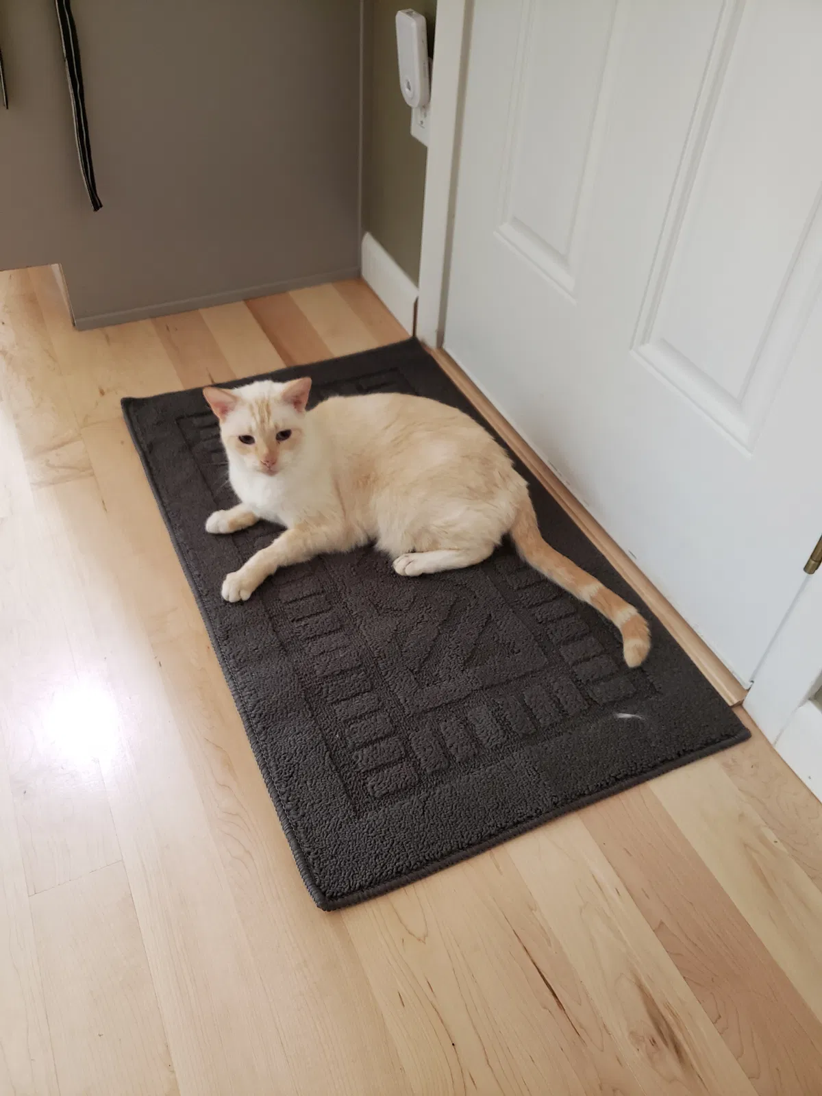 Lost cat in Vancouver, WA, 98685