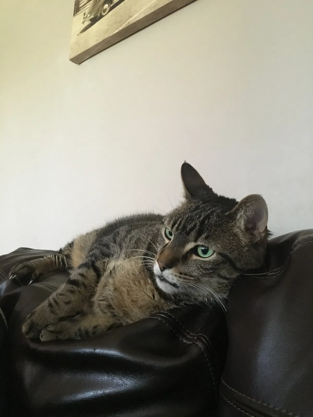 Lost cat in Wood Dale, IL, 60191