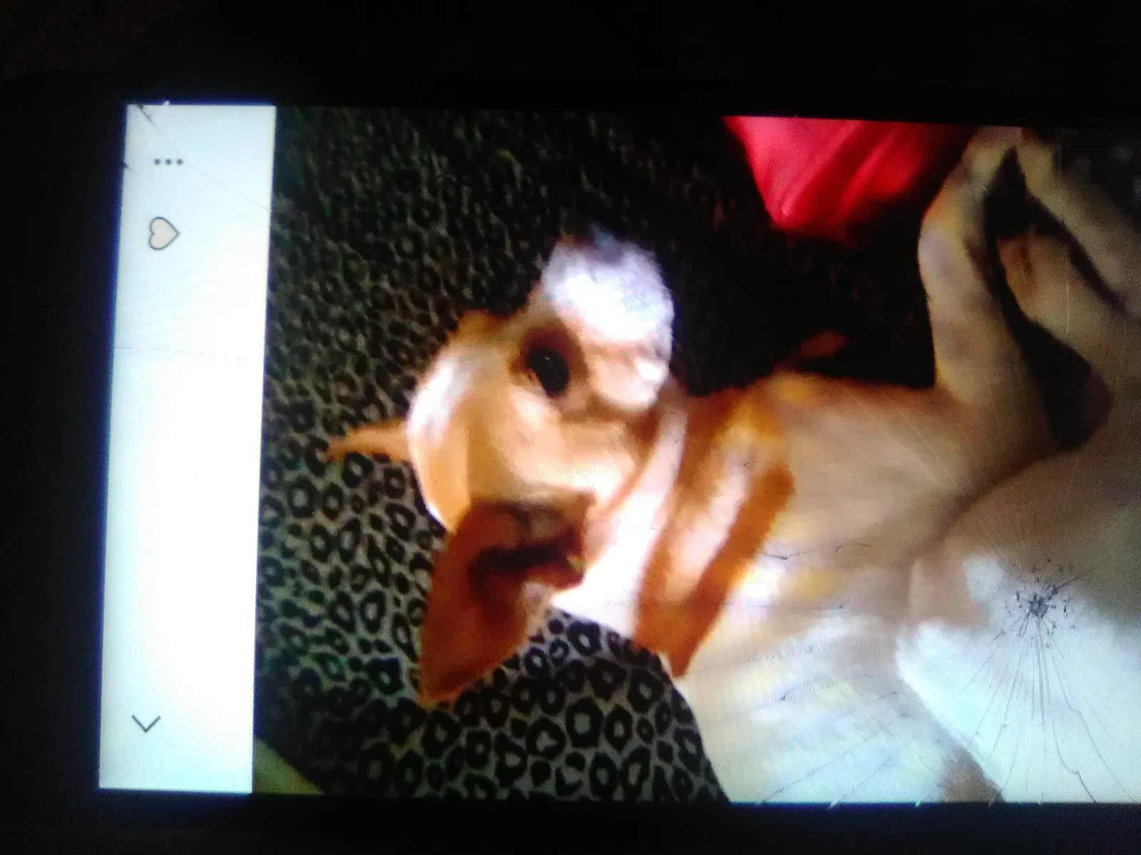Lost dog in Lawrence, MI, 49064