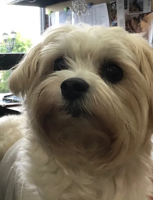 Lost dog in White Plains, NY, 10601