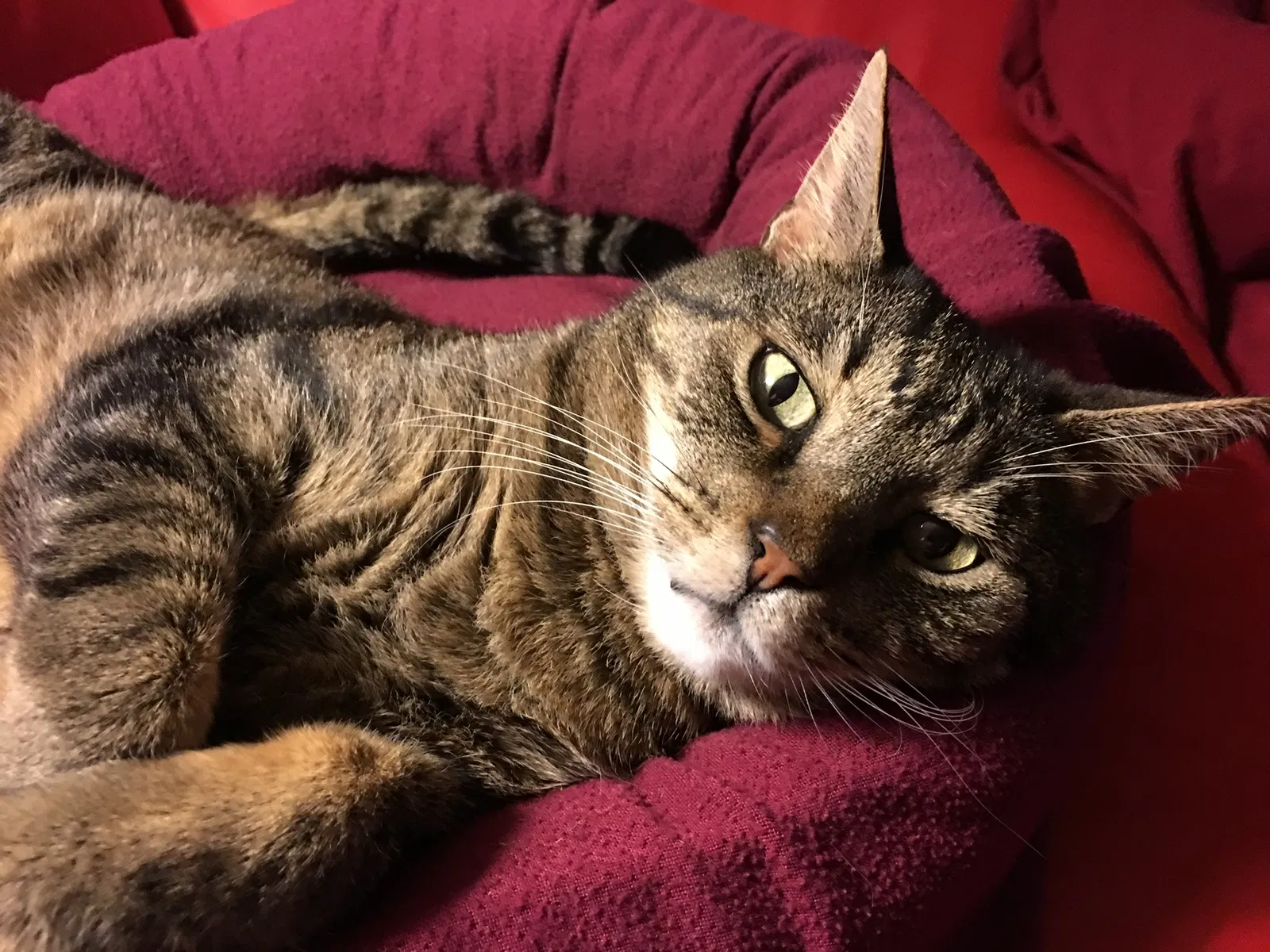 Lost cat in Colorado Springs, CO, 80923