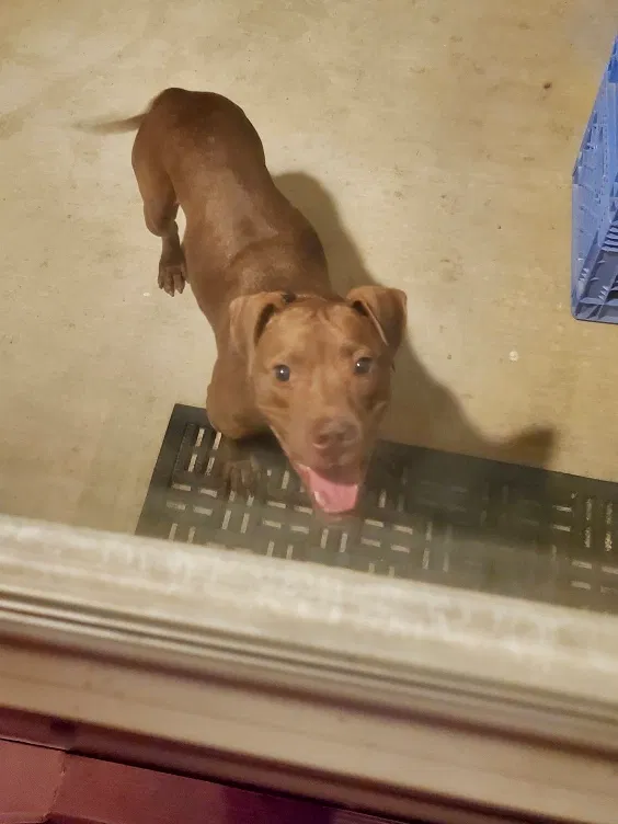 Found dog in Converse, TX, 78109