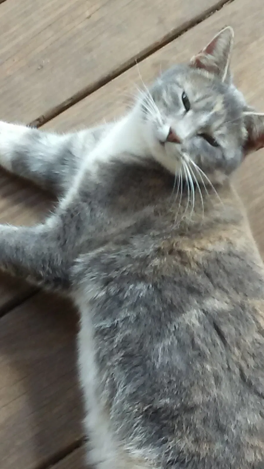 Lost cat in Asheboro, NC, 27205