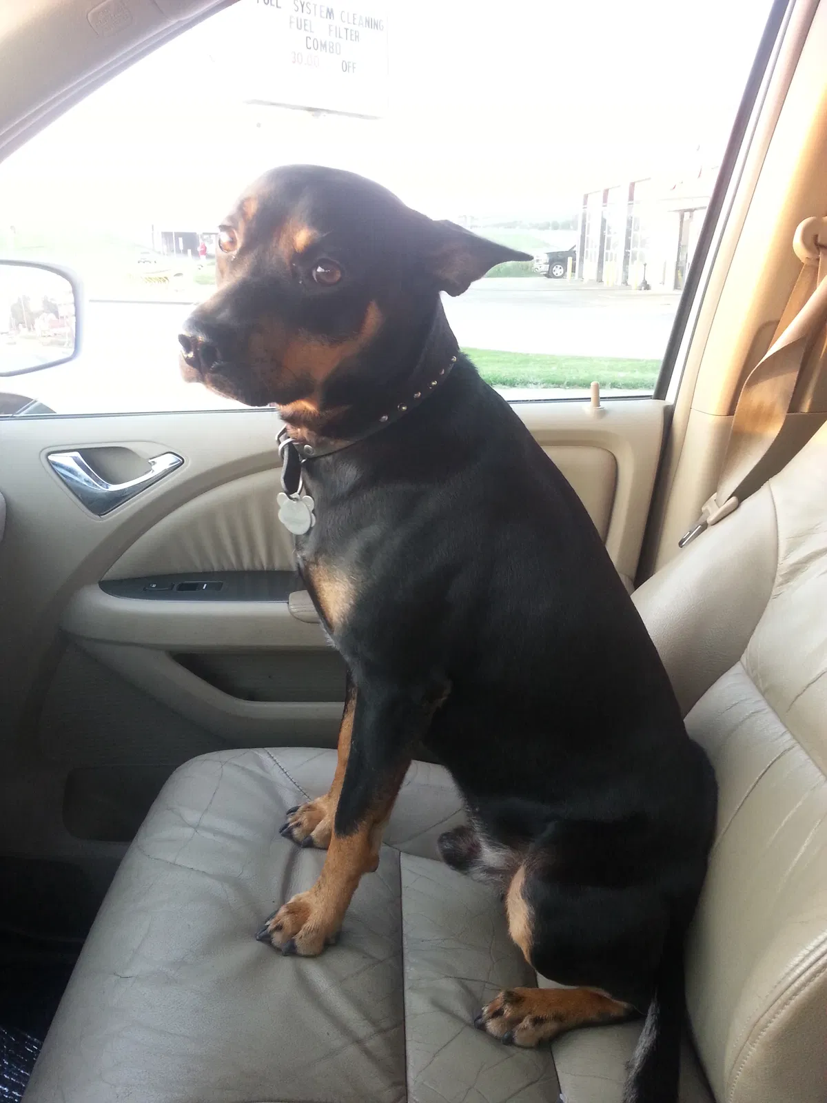 Lost dog in Tulsa, OK, 74128